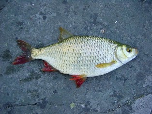 Živi svijet u Plitvičkim jezerima i oko njih ~ Fauna