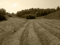 Košnja i spravljanje sijena ila_rendered