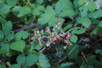 Planinarska kuća "SIJASET" ila_rendered