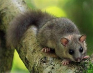 Puholov ila_rendered