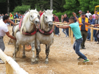 Čovići Štraparijada 2015 ila_rendered