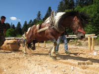 Čovići Štraparijada 2015 ila_rendered