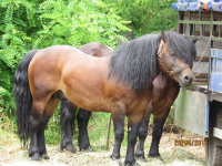 Čovići Štraparijada 2015 ila_rendered