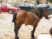 Čovići Štraparijada 2015 ila_rendered