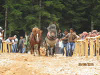 Čovići Štraparijada 2015 ila_rendered