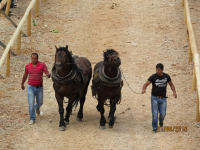 Čovići Štraparijada 2015 ila_rendered