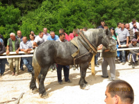 Čovići Štraparijada 2015 ila_rendered