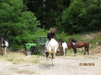 Čovići Štraparijada 2015 ila_rendered