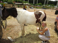 Čovići Štraparijada 2015 ila_rendered