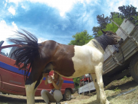 Čovići Štraparijada 2015 ila_rendered