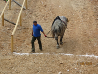 Čovići Štraparijada 2015 ila_rendered