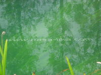 Gacka ila_rendered