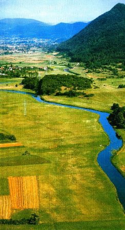 Čovići