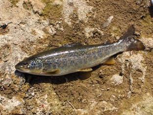 Živi svijet u Plitvičkim jezerima i oko njih ~ Fauna