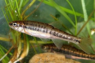 Živi svijet u Plitvičkim jezerima i oko njih ~ Fauna