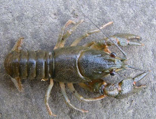 Živi svijet u Plitvičkim jezerima i oko njih ~ Fauna