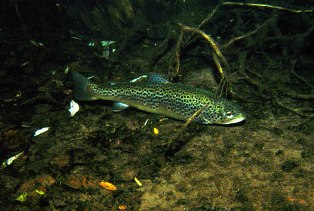 Živi svijet u Plitvičkim jezerima i oko njih ~ Fauna